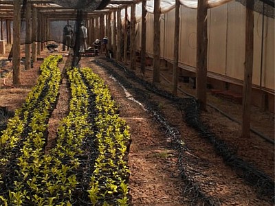 Sistema de riego automático por goteo